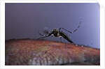 Aedes aegypti (yellowfever mosquito) by Anonymous