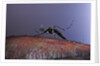 Aedes aegypti (yellowfever mosquito) by Anonymous