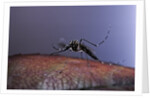 Aedes aegypti (yellowfever mosquito) by Anonymous