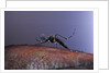 Aedes aegypti (yellowfever mosquito) by Anonymous