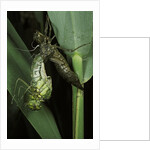 Aeschne sp. - emerging by Anonymous