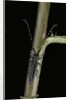 Agapanthia cardui (longhorn beetle) by Anonymous