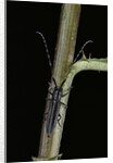 Agapanthia cardui (longhorn beetle) by Anonymous