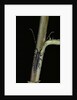Agapanthia cardui (longhorn beetle) by Anonymous