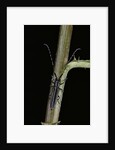 Agapanthia cardui (longhorn beetle) by Anonymous