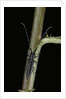 Agapanthia cardui (longhorn beetle) by Anonymous