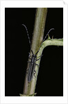 Agapanthia cardui (longhorn beetle) by Anonymous
