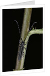 Agapanthia cardui (longhorn beetle) by Anonymous