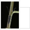 Agapanthia cardui (longhorn beetle) by Anonymous