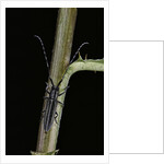 Agapanthia cardui (longhorn beetle) by Anonymous