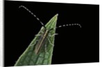 Agapanthia cardui (longhorn beetle) by Anonymous
