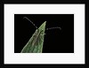Agapanthia cardui (longhorn beetle) by Anonymous