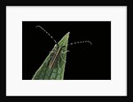 Agapanthia cardui (longhorn beetle) by Anonymous