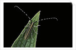 Agapanthia cardui (longhorn beetle) by Anonymous