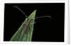 Agapanthia cardui (longhorn beetle) by Anonymous