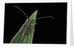 Agapanthia cardui (longhorn beetle) by Anonymous
