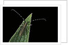 Agapanthia cardui (longhorn beetle) by Anonymous