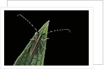 Agapanthia cardui (longhorn beetle) by Anonymous