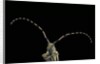 Agapanthia dahli (longhorn beetle) by Anonymous