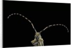 Agapanthia dahli (longhorn beetle) by Anonymous