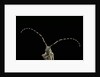 Agapanthia dahli (longhorn beetle) by Anonymous