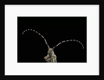 Agapanthia dahli (longhorn beetle) by Anonymous