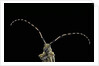 Agapanthia dahli (longhorn beetle) by Anonymous