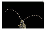 Agapanthia dahli (longhorn beetle) by Anonymous