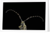 Agapanthia dahli (longhorn beetle) by Anonymous