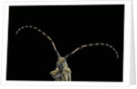 Agapanthia dahli (longhorn beetle) by Anonymous