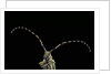 Agapanthia dahli (longhorn beetle) by Anonymous