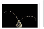 Agapanthia dahli (longhorn beetle) by Anonymous