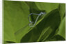 Damselfly - mating by Anonymous