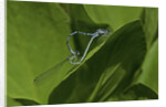 Damselfly - mating by Anonymous