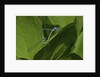 Damselfly - mating by Anonymous
