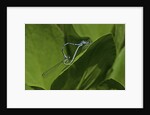 Damselfly - mating by Anonymous