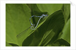 Damselfly - mating by Anonymous