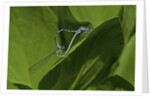 Damselfly - mating by Anonymous