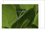 Damselfly - mating by Anonymous