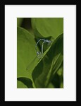 Damselfly - mating by Anonymous