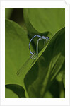 Damselfly - mating by Anonymous