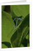 Damselfly - mating by Anonymous