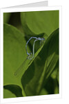 Damselfly - mating by Anonymous