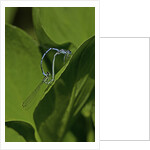 Damselfly - mating by Anonymous
