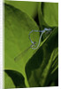 Damselfly - mating by Anonymous