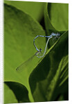 Damselfly - mating by Anonymous