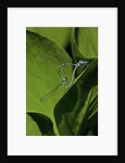 Damselfly - mating by Anonymous