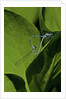 Damselfly - mating by Anonymous