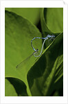 Damselfly - mating by Anonymous