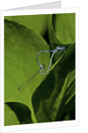 Damselfly - mating by Anonymous